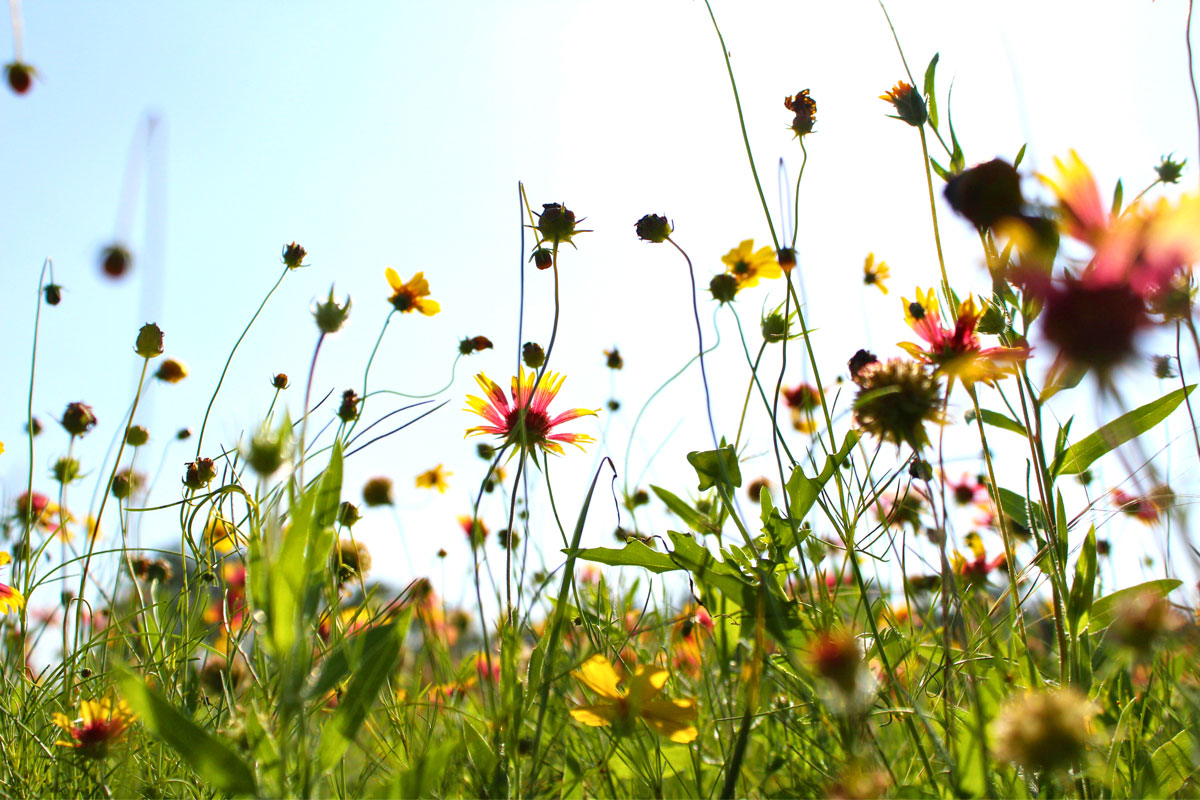 Schöne Erlebnis Natur am Belauer See in Schleswig Holstein