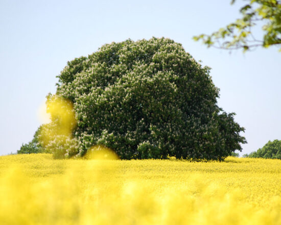 Wunderschöne Natur im Urlaub in Schleswig Holstein