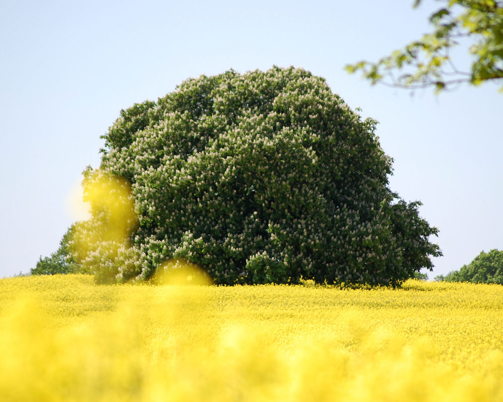 Wunderschöne Natur im Urlaub in Schleswig Holstein