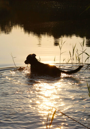 Urlaub mit Hunden ist erlaubt auf dem Camping Platz Belauer See