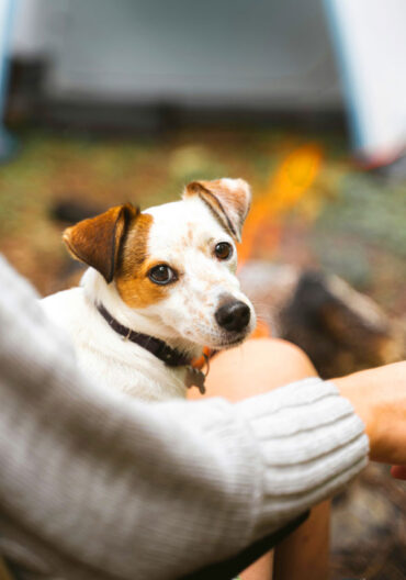Bringe deinen Hund mit zum Campingplatz Belauer See in Schleswig Holstein